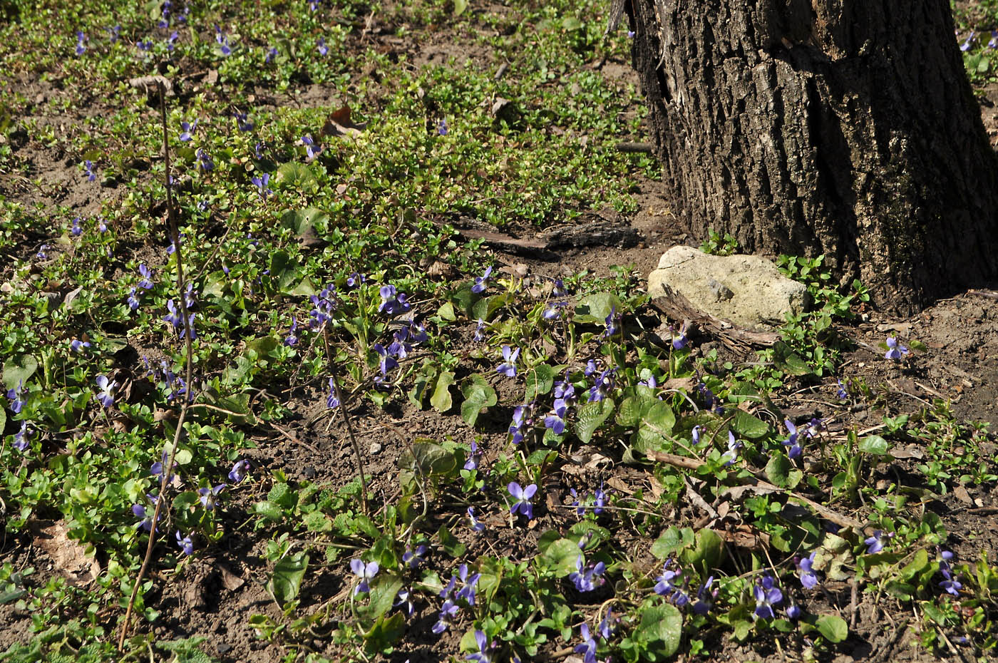 Image of Viola suavis specimen.