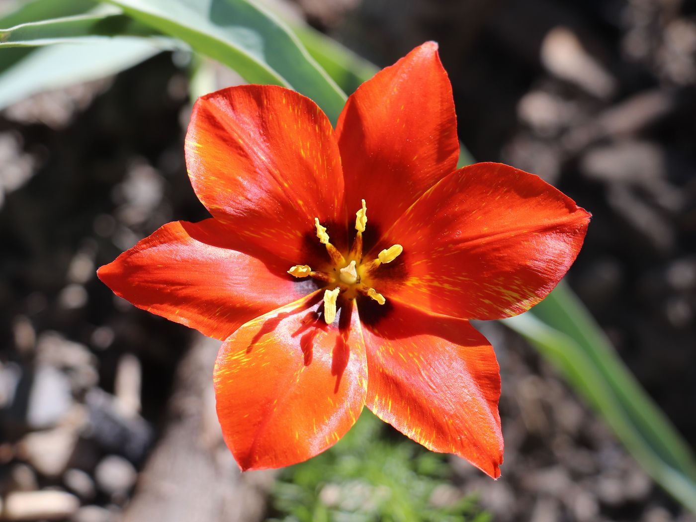 Изображение особи Tulipa butkovii.