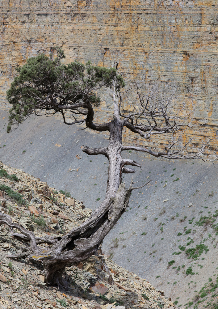 Image of Juniperus excelsa specimen.