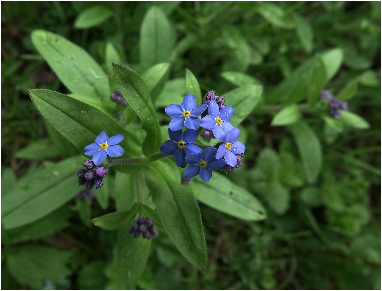 Image of Myosotis sylvatica specimen.