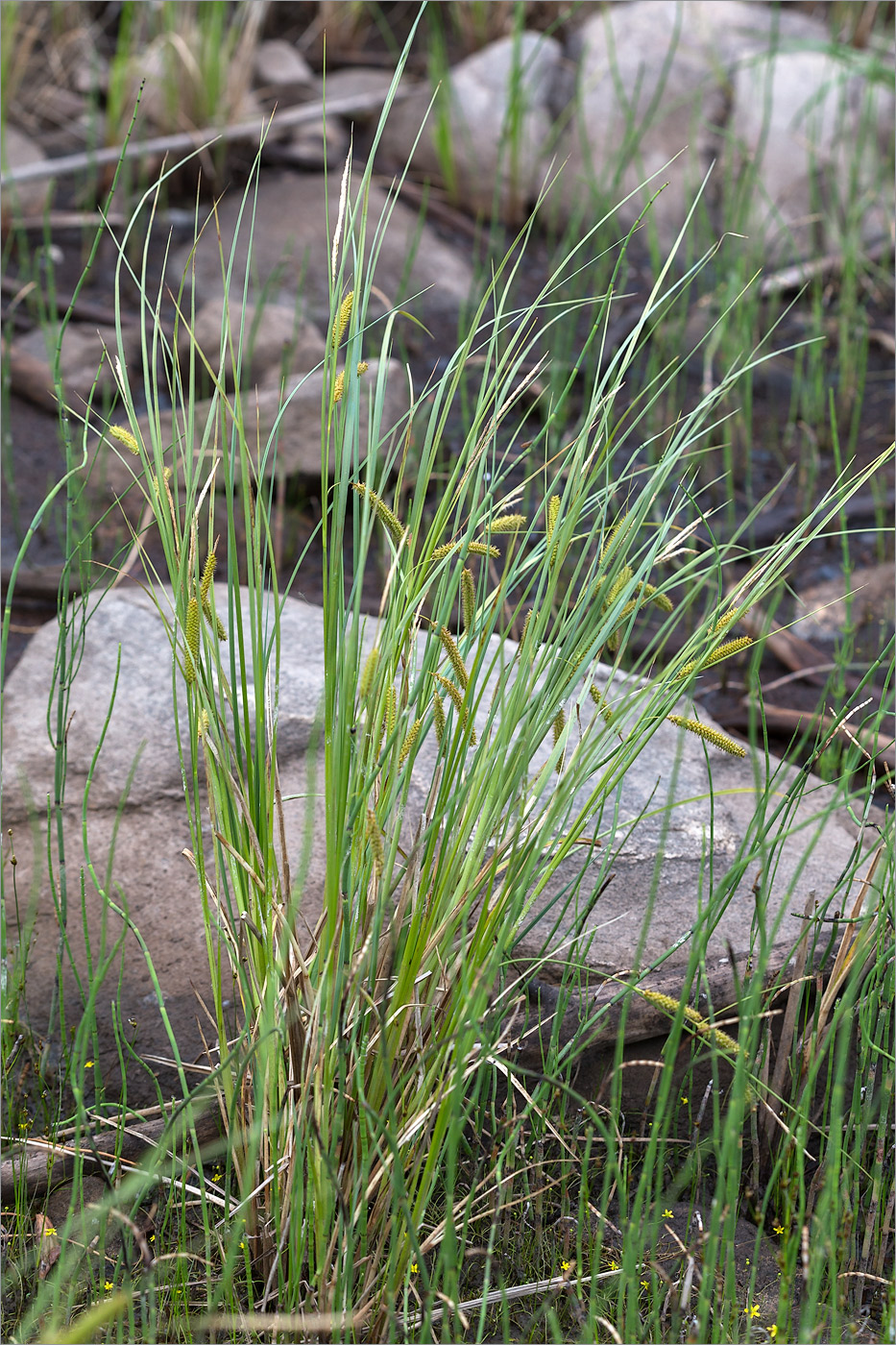 Image of Carex rostrata specimen.