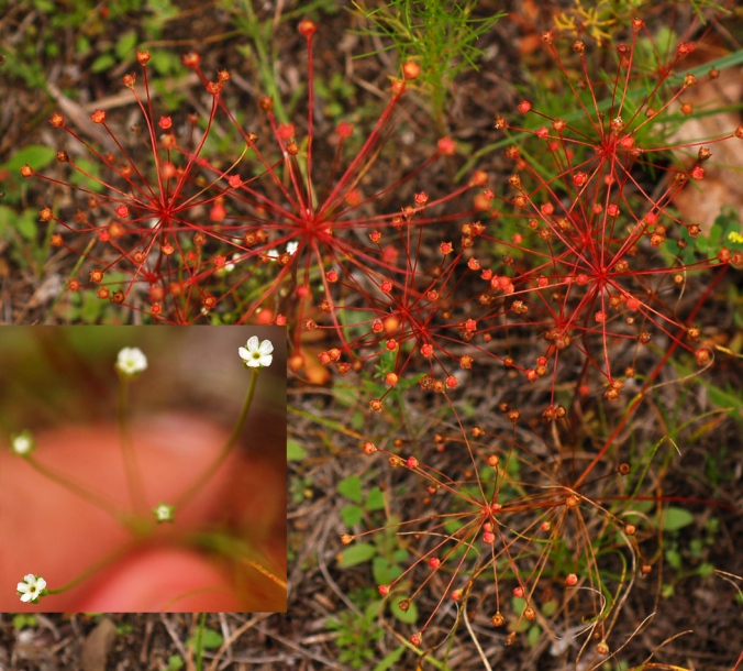 Image of Androsace septentrionalis specimen.