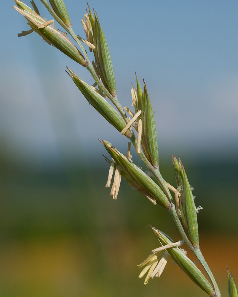 Изображение особи Elytrigia repens.