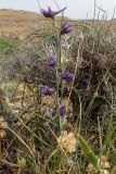 Delphinium peregrinum