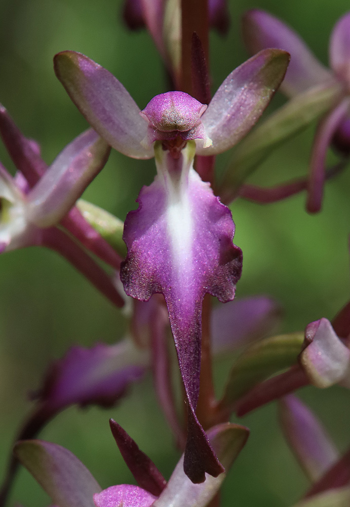 Изображение особи Himantoglossum formosum.