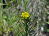 Erysimum cheiranthoides