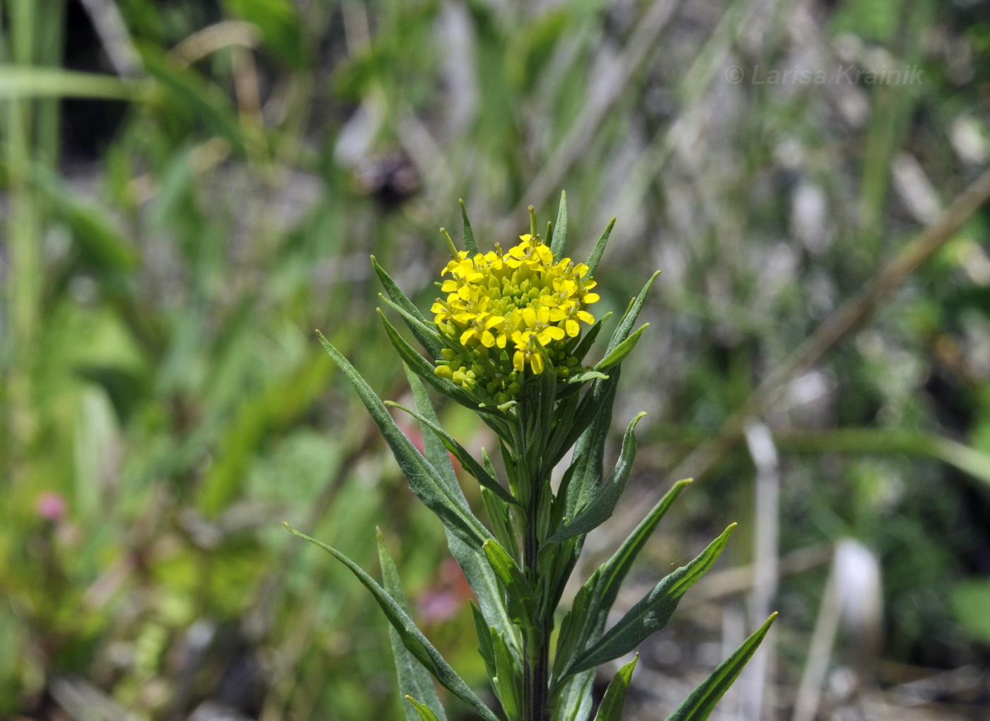 Изображение особи Erysimum cheiranthoides.