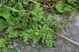 Potentilla supina