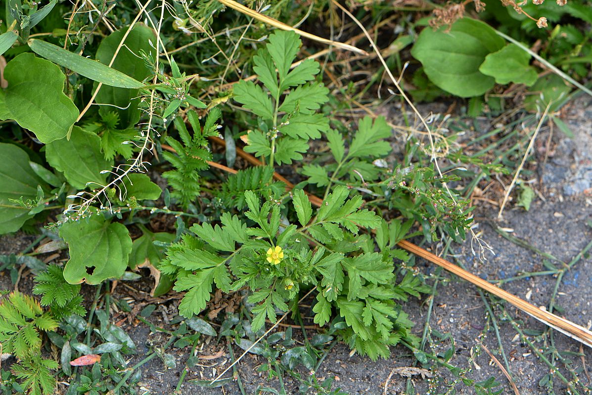 Изображение особи Potentilla supina.