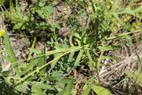 Centaurea scabiosa. Лист. Республика Алтай, Усть-Коксинский р-н, левый берег р. Катунь, окр. руч. Барбыш, луг. 31.07.2020.