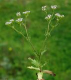 genus Valerianella. Цветущее растение. Азербайджан, Гобустанский заповедник. 10.04.2010.