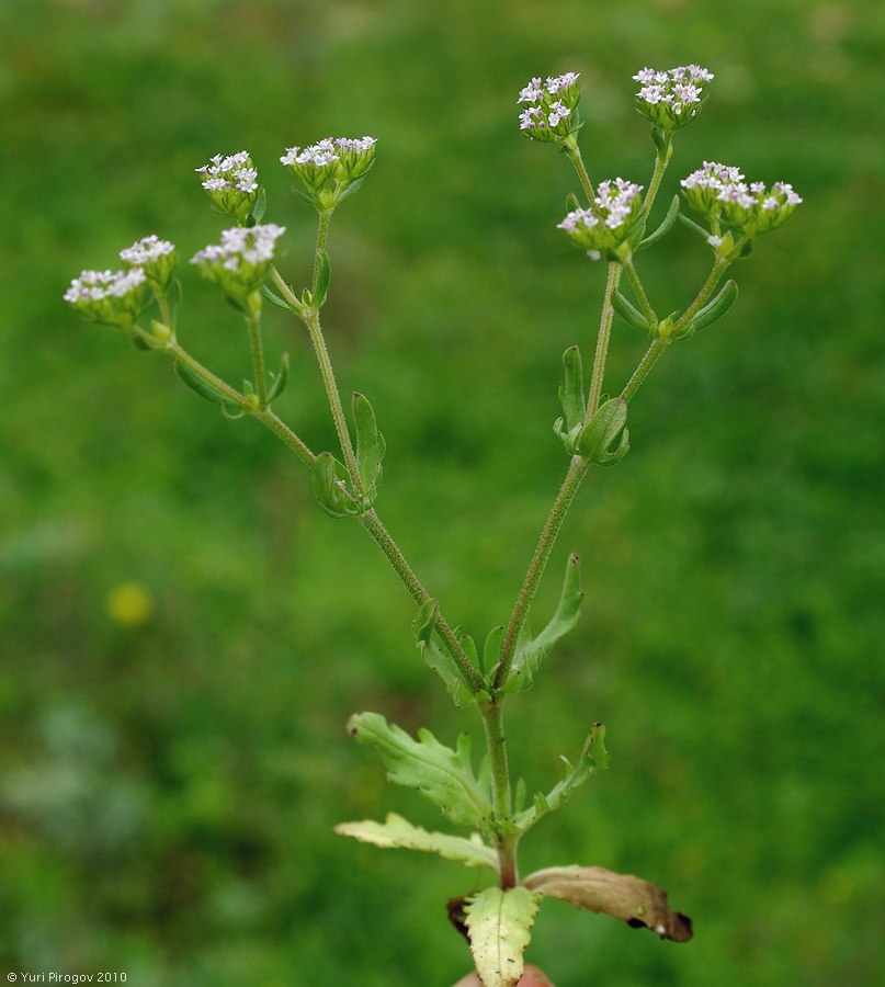 Изображение особи род Valerianella.