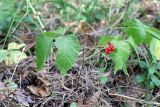 Rubus saxatilis. Плодоносящее растение. Республика Татарстан, окр. г. Набережные Челны, Белоусская часть НП «Нижняя Кама» (Челнинское лесничество), сосново-мелколиственный лес. 15.08.2021.