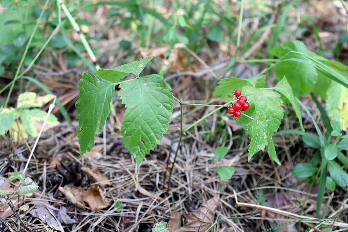 Image of Rubus saxatilis specimen.