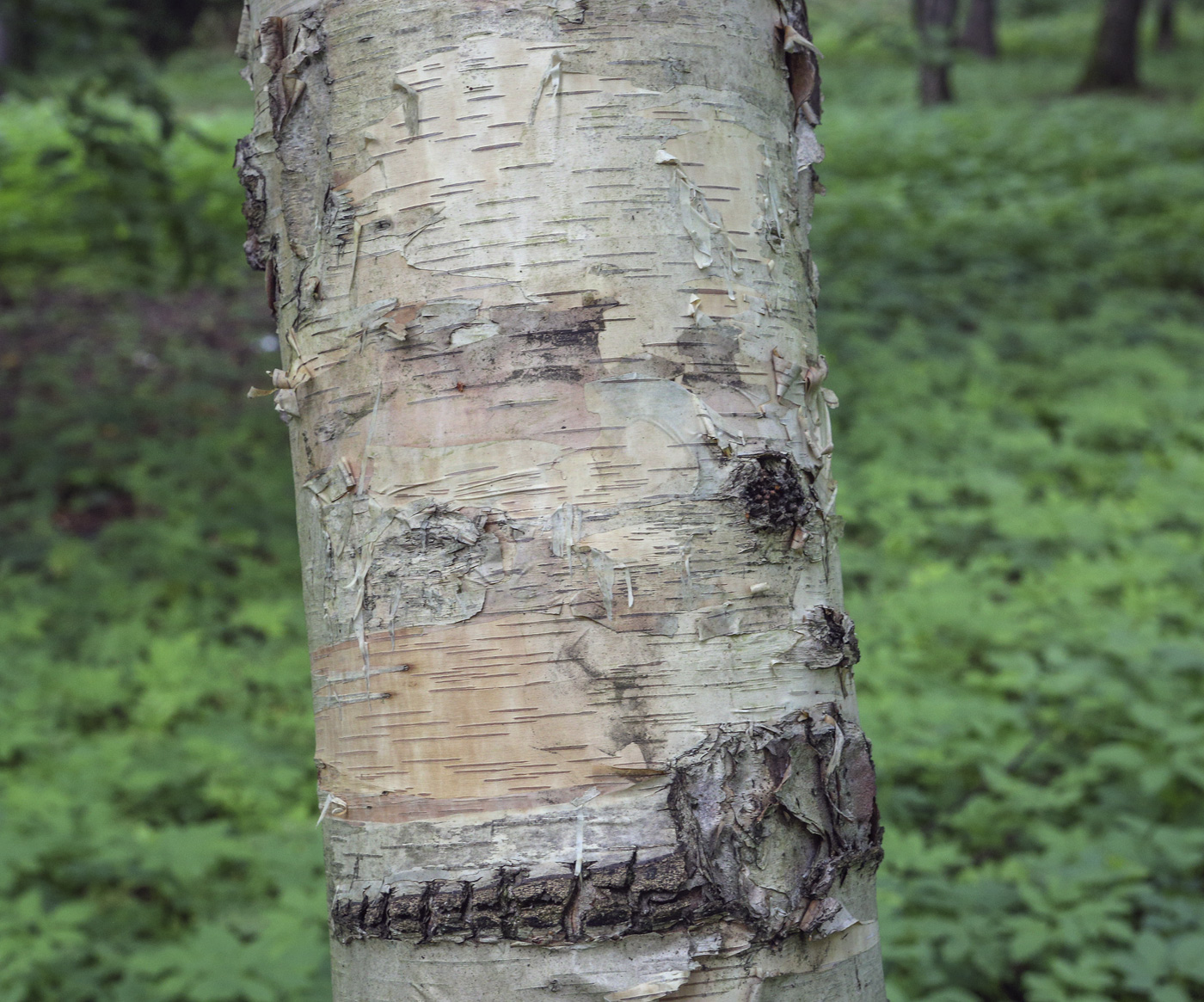 Изображение особи Betula ermanii.