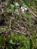 Saxifraga radiata. Верхушки цветущих побегов. Магаданская обл., Ольский р-н, окр. пгт Ола, бассейн р. Ола, р. Угликан, моховая подушка у воды. 28.06.2021.