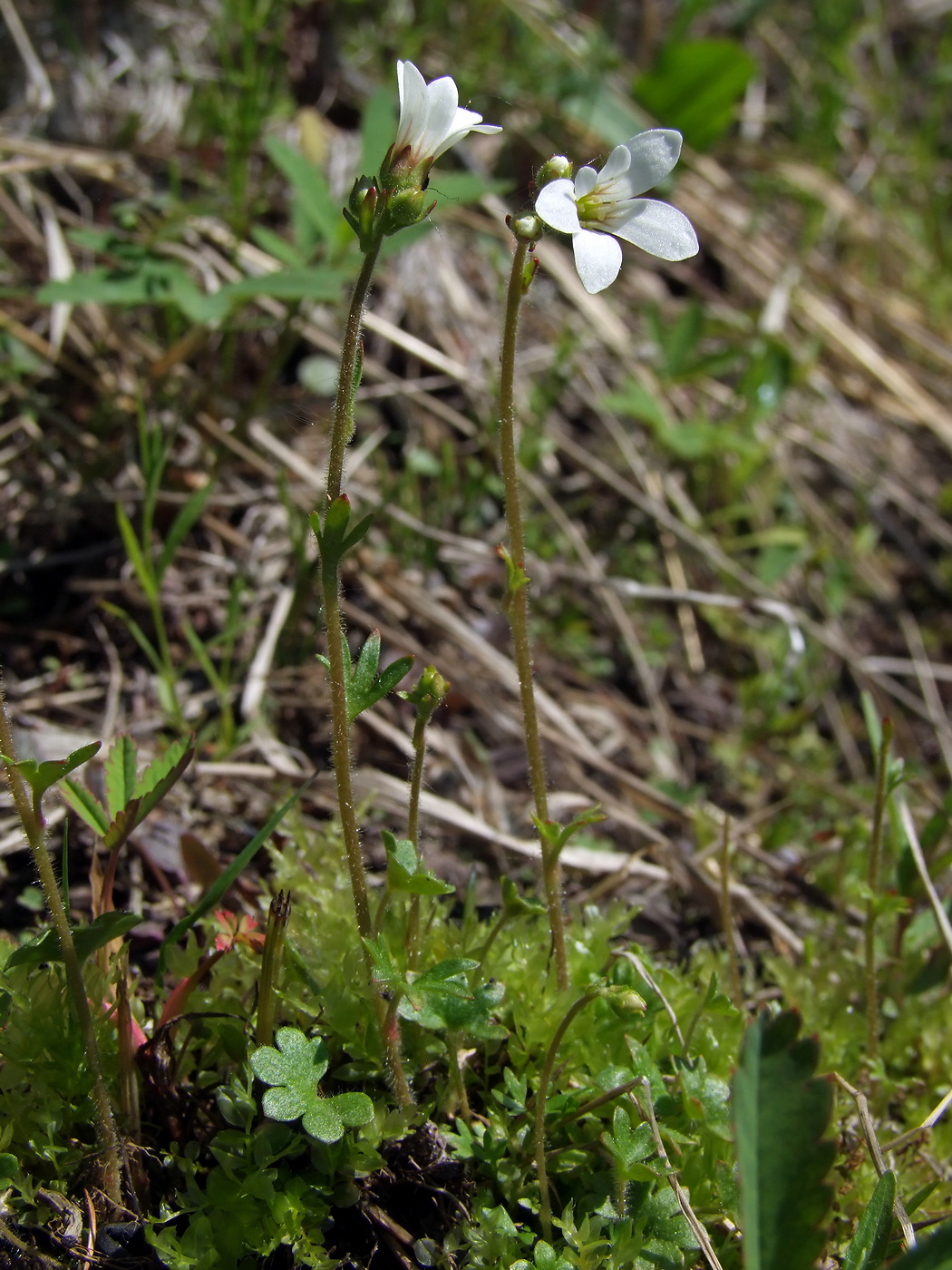 Image of Saxifraga radiata specimen.