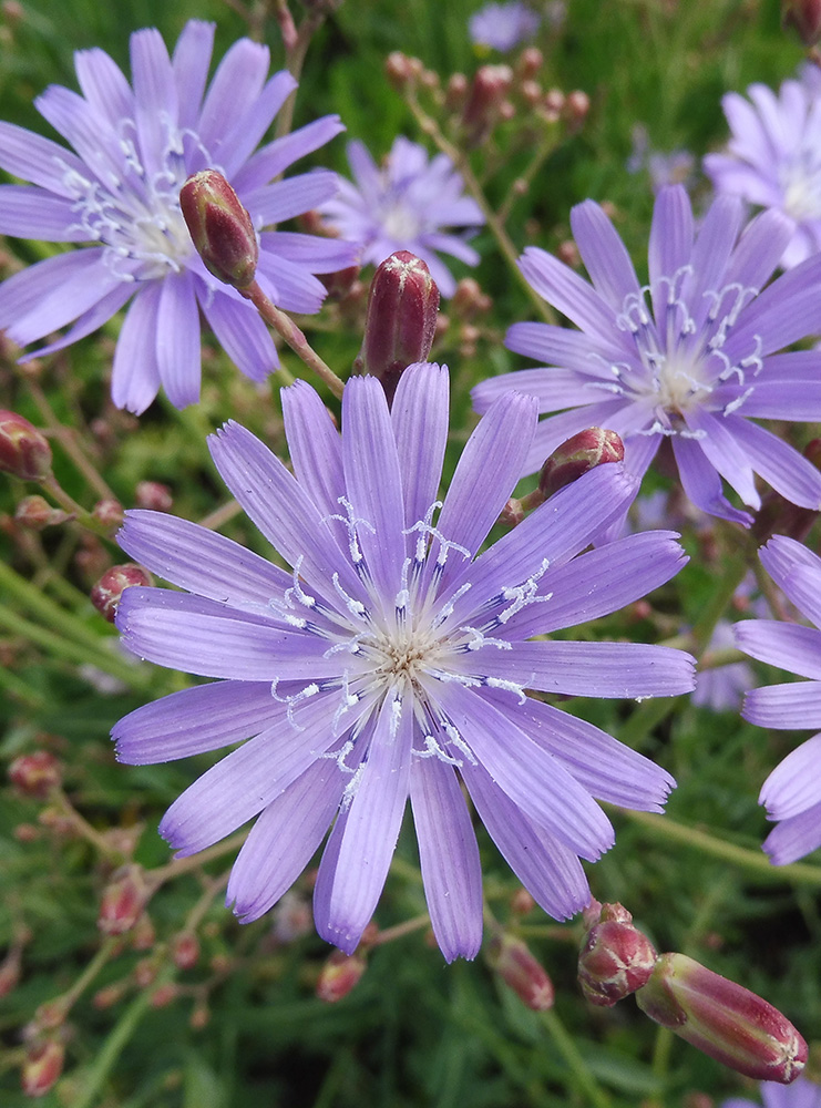 Image of Lactuca tatarica specimen.