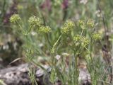 Valerianella uncinata