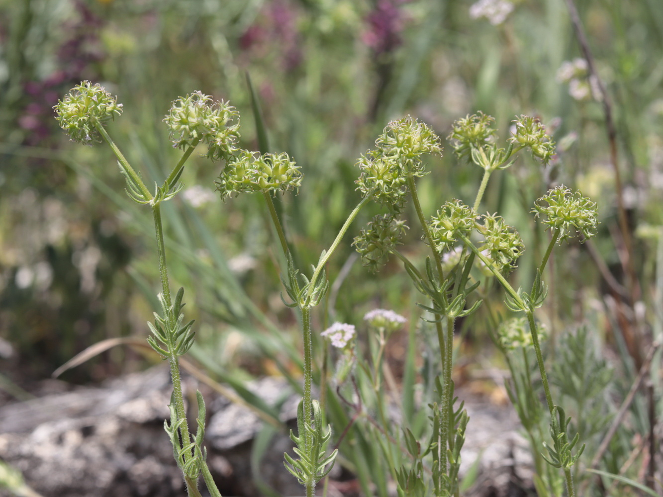 Изображение особи Valerianella uncinata.