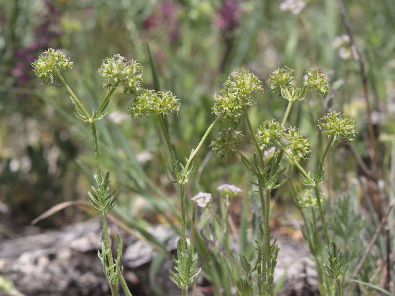 Image of Valerianella uncinata specimen.