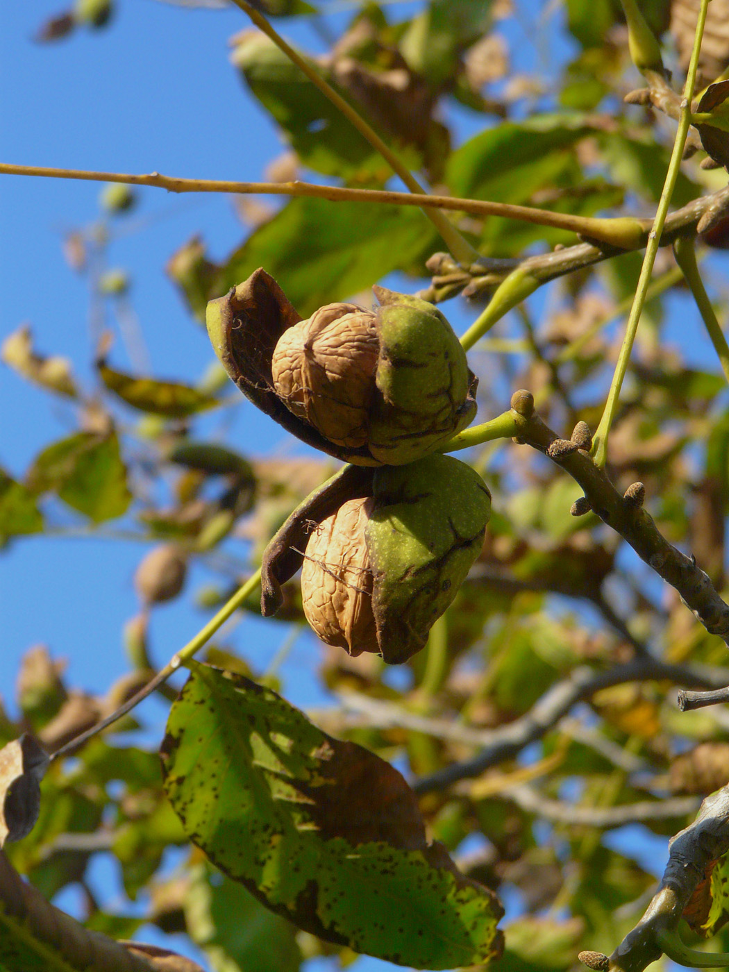 Image of Juglans regia specimen.