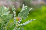 Salvia dominica