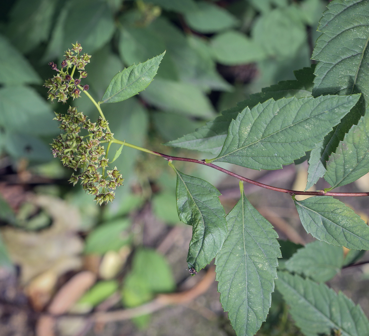 Изображение особи род Spiraea.