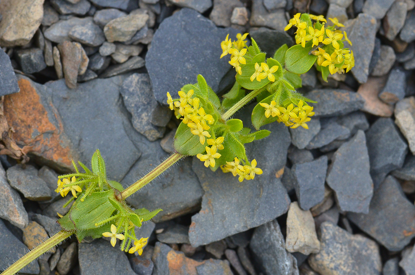 Image of Cruciata laevipes specimen.