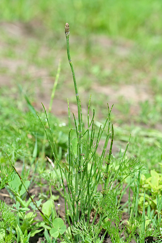 Изображение особи Equisetum palustre.