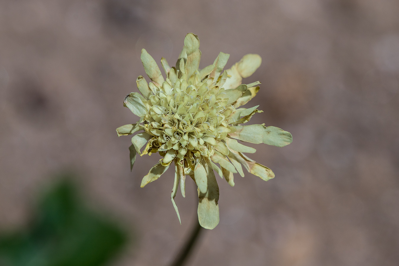 Изображение особи Cephalaria dagestanica.