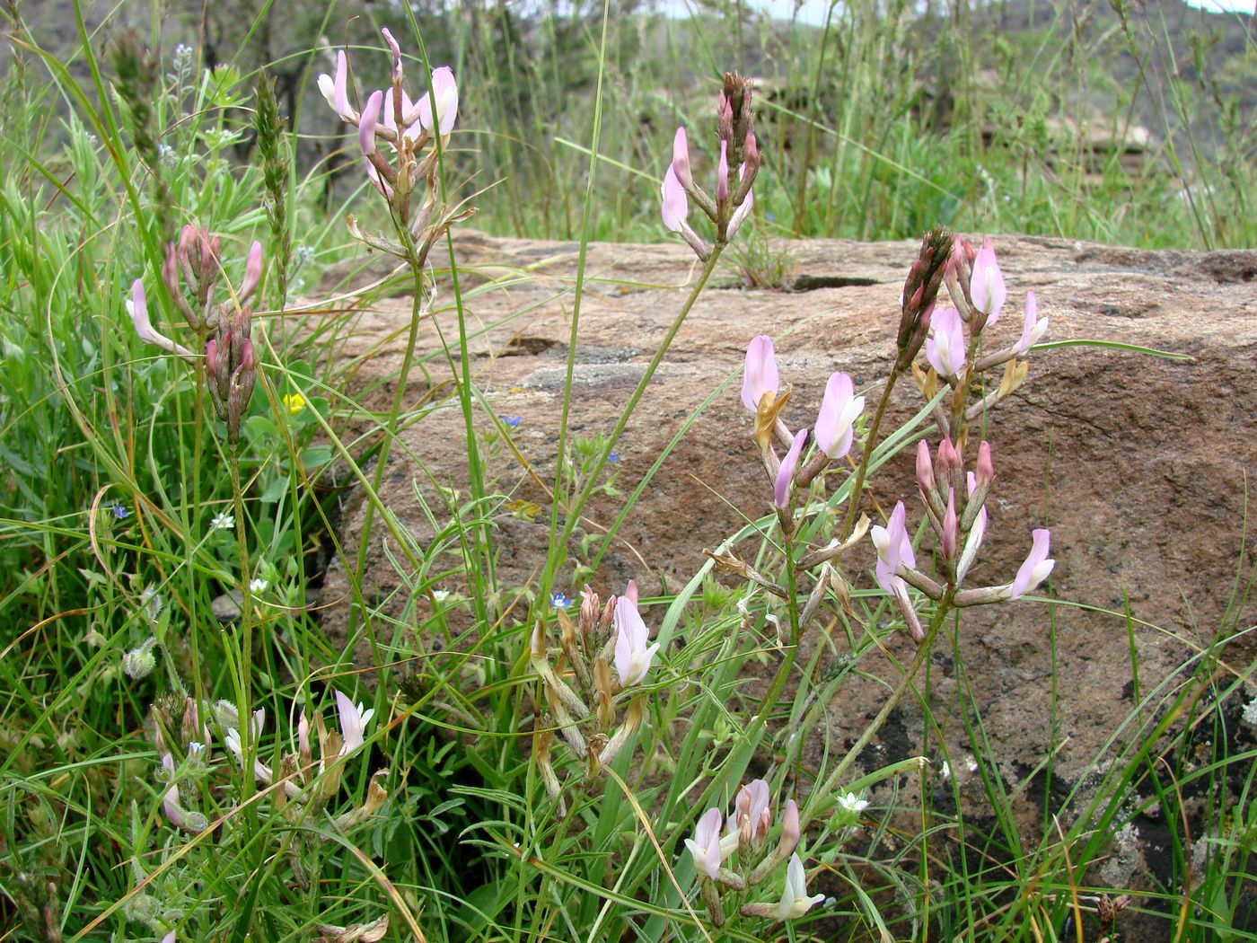 Image of Astragalus sogdianus specimen.