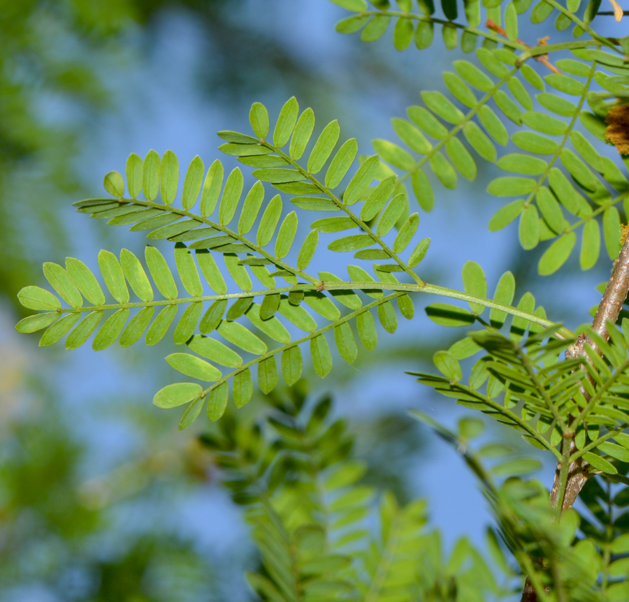 Image of familia Fabaceae specimen.