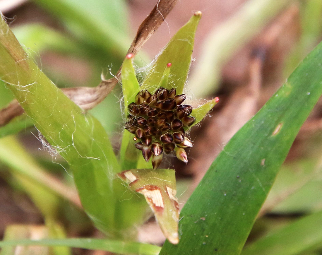 Image of Luzula pilosa specimen.