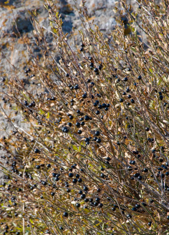 Image of Jasminum fruticans specimen.