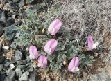Astragalus lasiophyllus