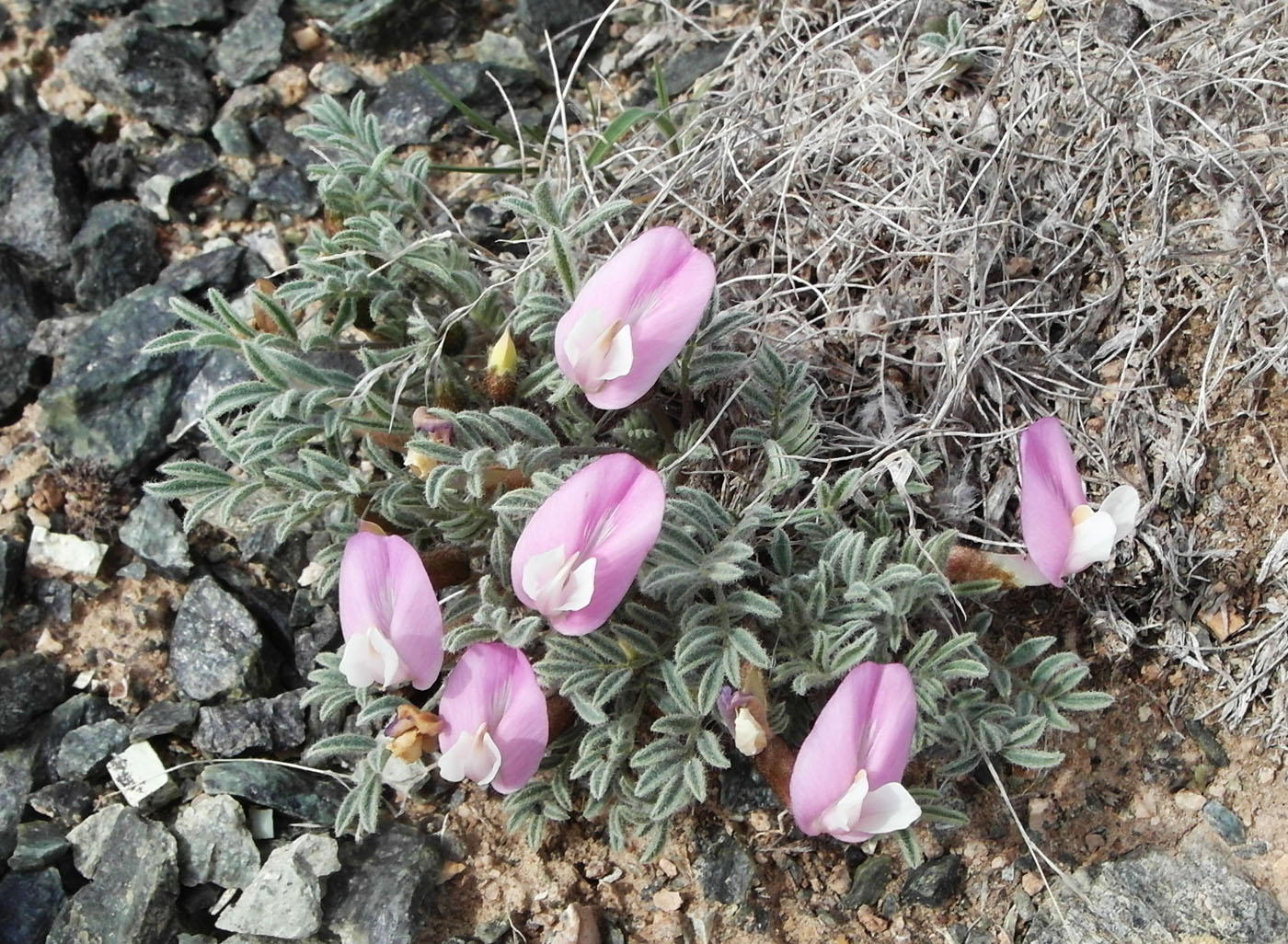 Изображение особи Astragalus pallasii.