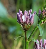 Cynanchum purpureum. Часть побега с соцветием. Приморский край, Ханкайский р-н, окр. с. Комиссарово, останец в долине р. Комиссаровка, остепнённый щебнистый южный склон. 20.05.2022.