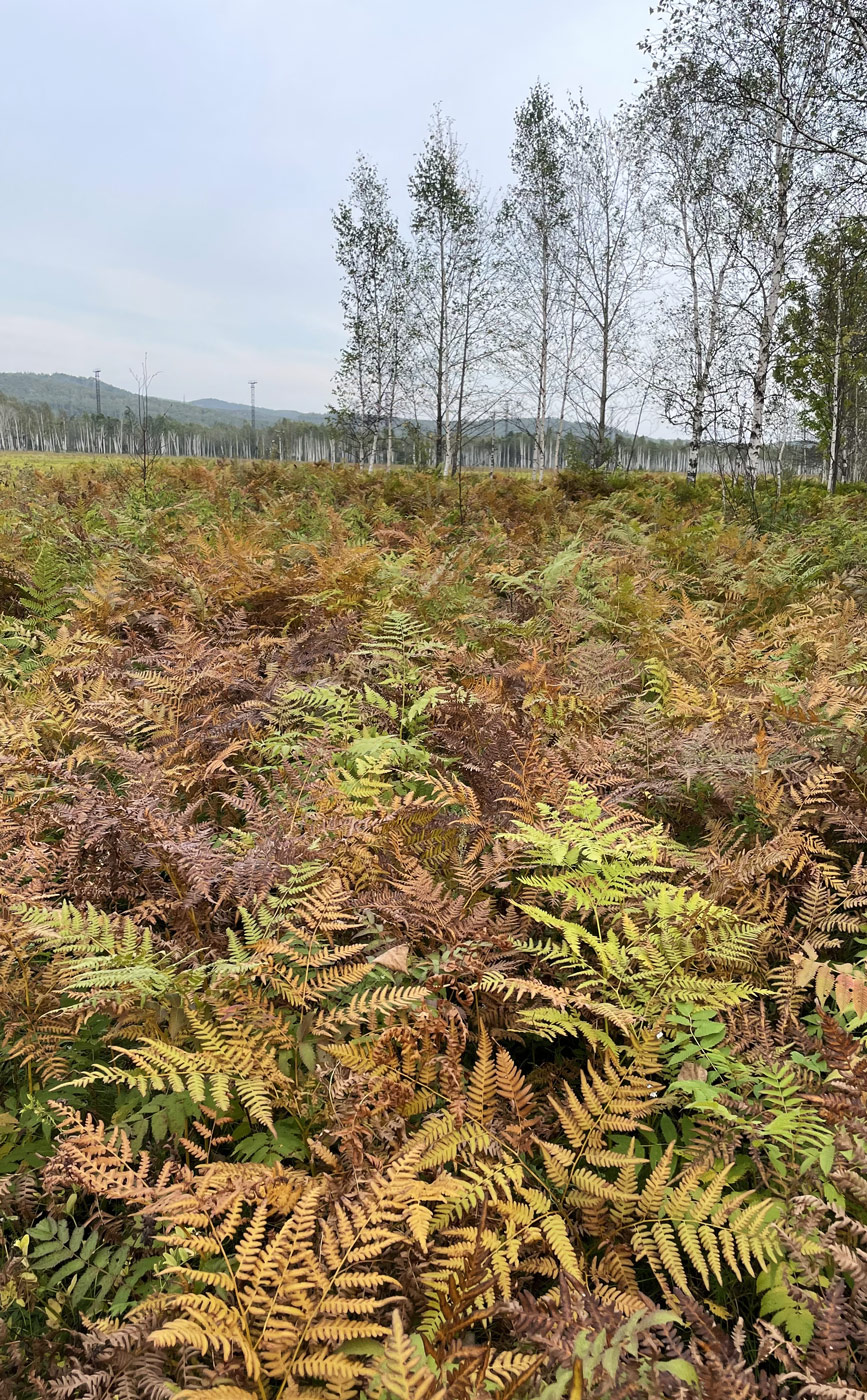 Изображение особи Pteridium japonicum.