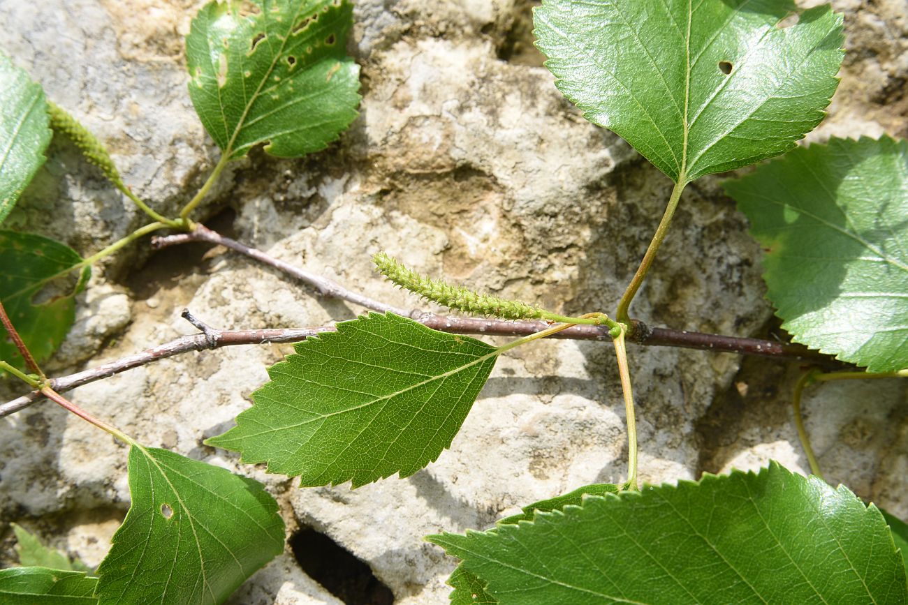 Изображение особи Betula pendula.