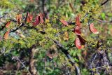 семейство Fabaceae. Ветвь с плодами и листьями. Эфиопия, провинция Сидама, аураджа Борэна, заповедник \"Senkele\". 01.01.2015.