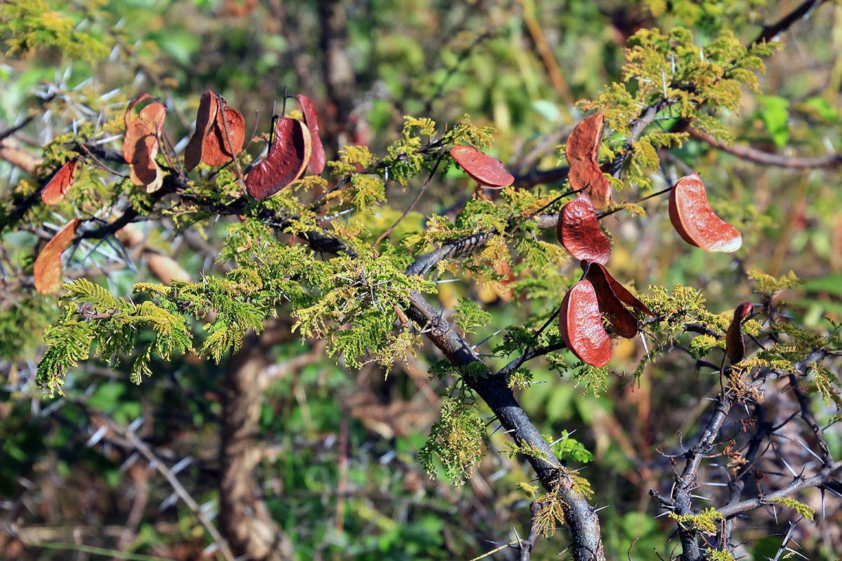 Изображение особи семейство Fabaceae.