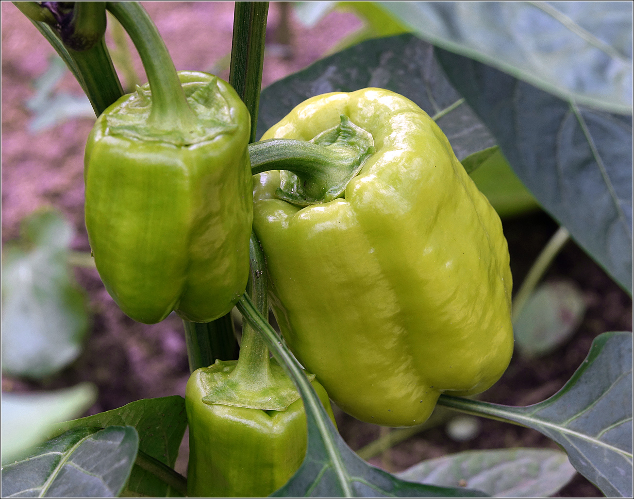 Изображение особи Capsicum annuum.