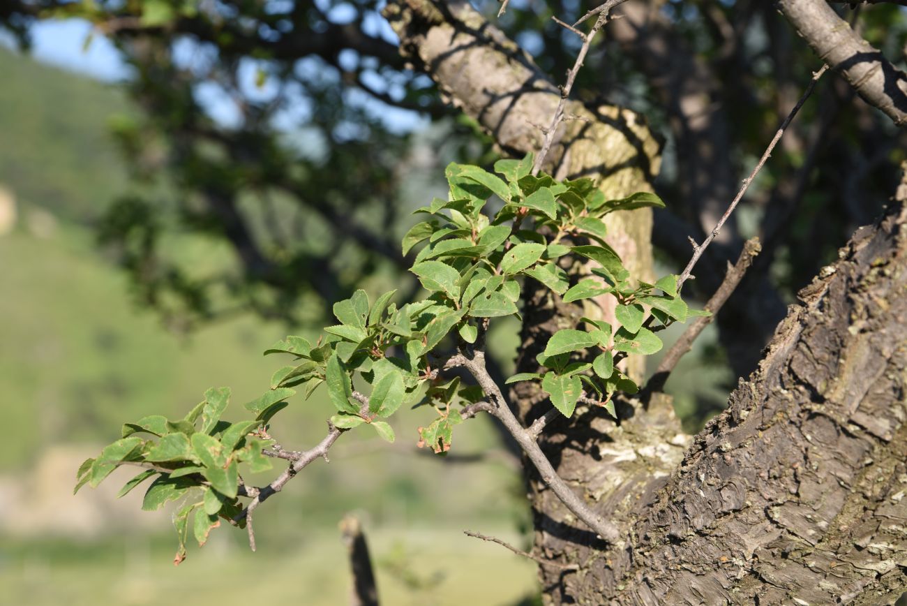 Image of Prunus cerasifera specimen.