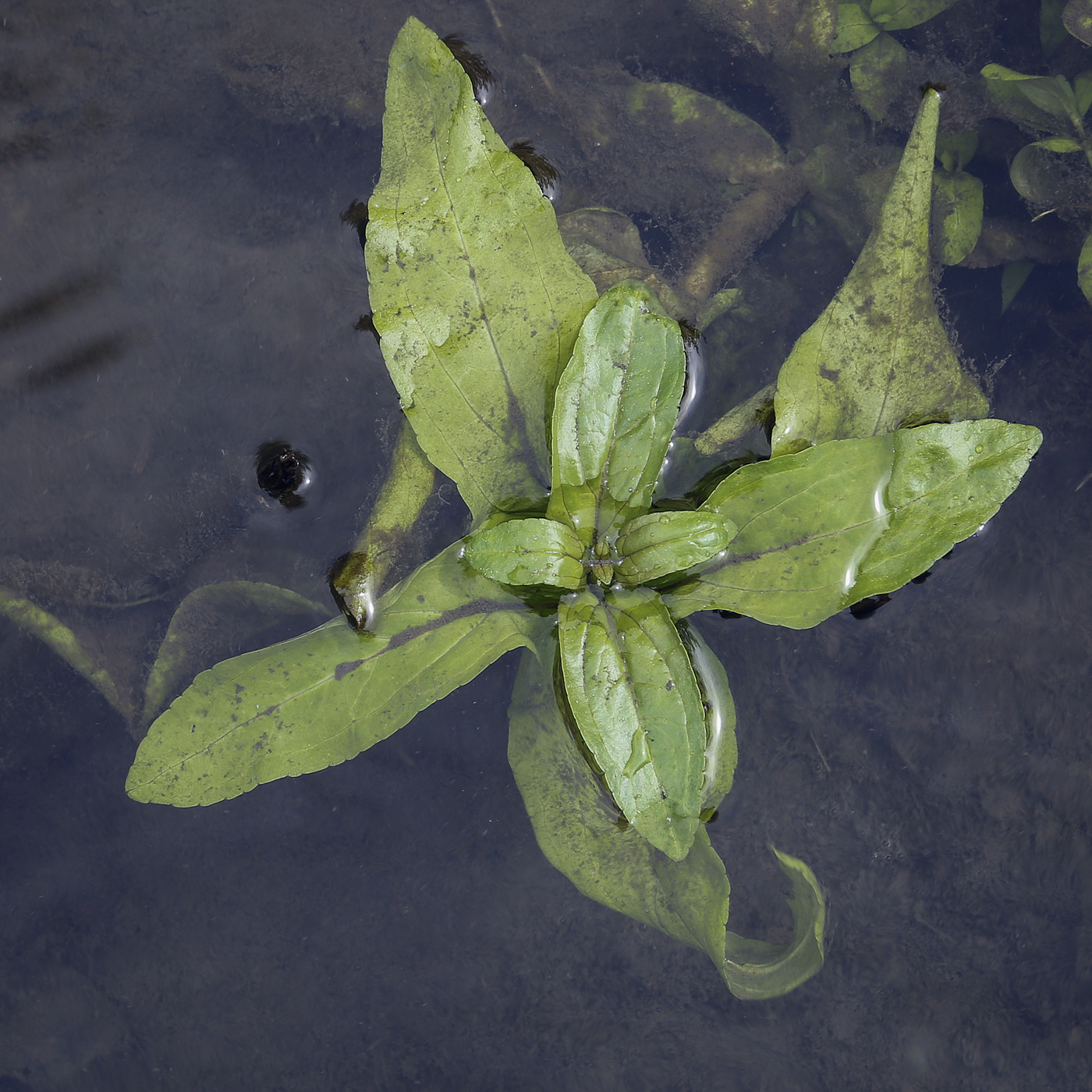 Изображение особи Veronica anagallis-aquatica.