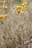 Tanacetum achilleifolium. Цветущее растение. Казахстан, Акмолинская обл., Тенгиз-Кургальджинская впадина, Кургальджинский запов., степь. 17 июня 2022 г.