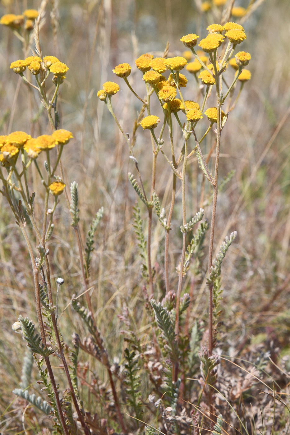 Изображение особи Tanacetum achilleifolium.