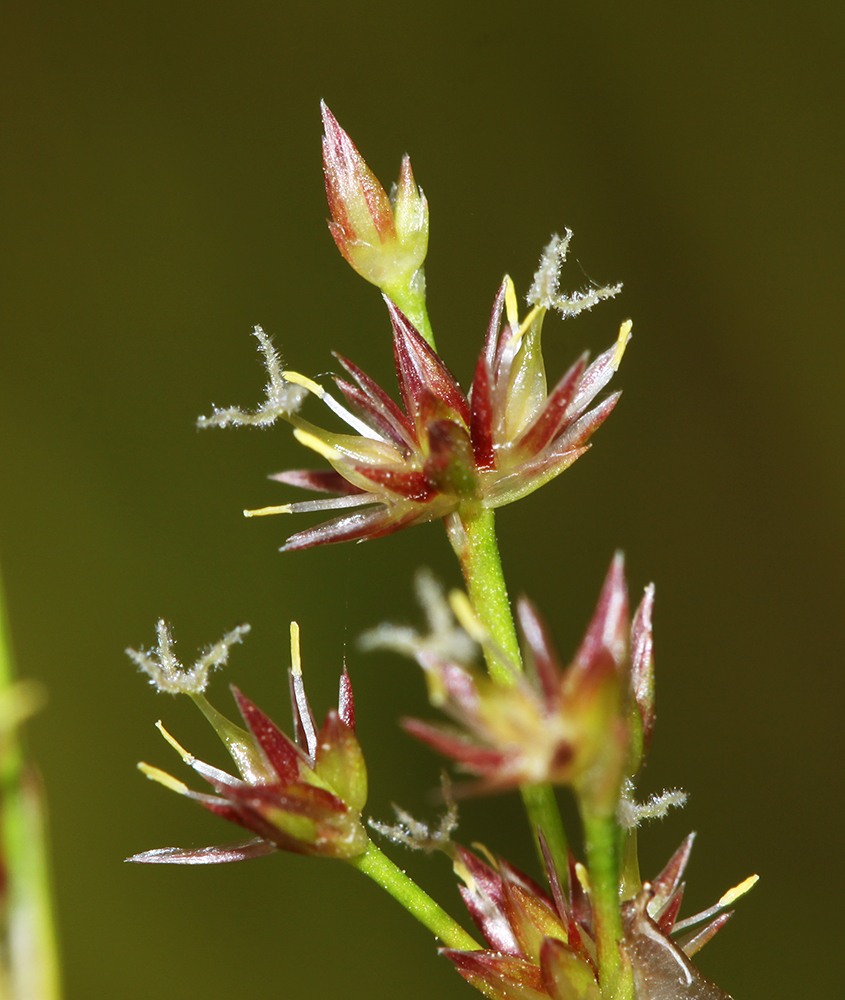 Image of Juncus turczaninowii specimen.