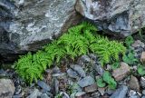 Gymnocarpium dryopteris