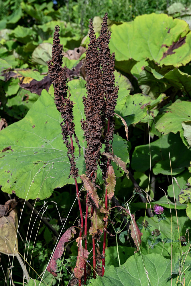 Image of genus Rumex specimen.